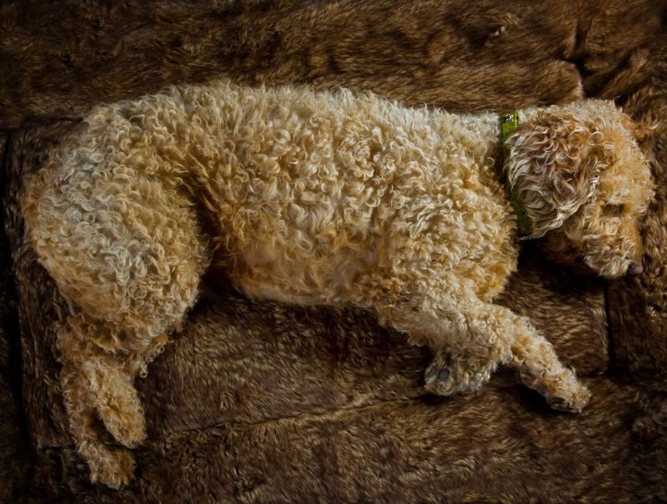 Spanish Waterdog Portrait