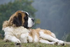 St Bernard Portrait