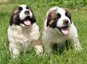 St Bernard Portrait