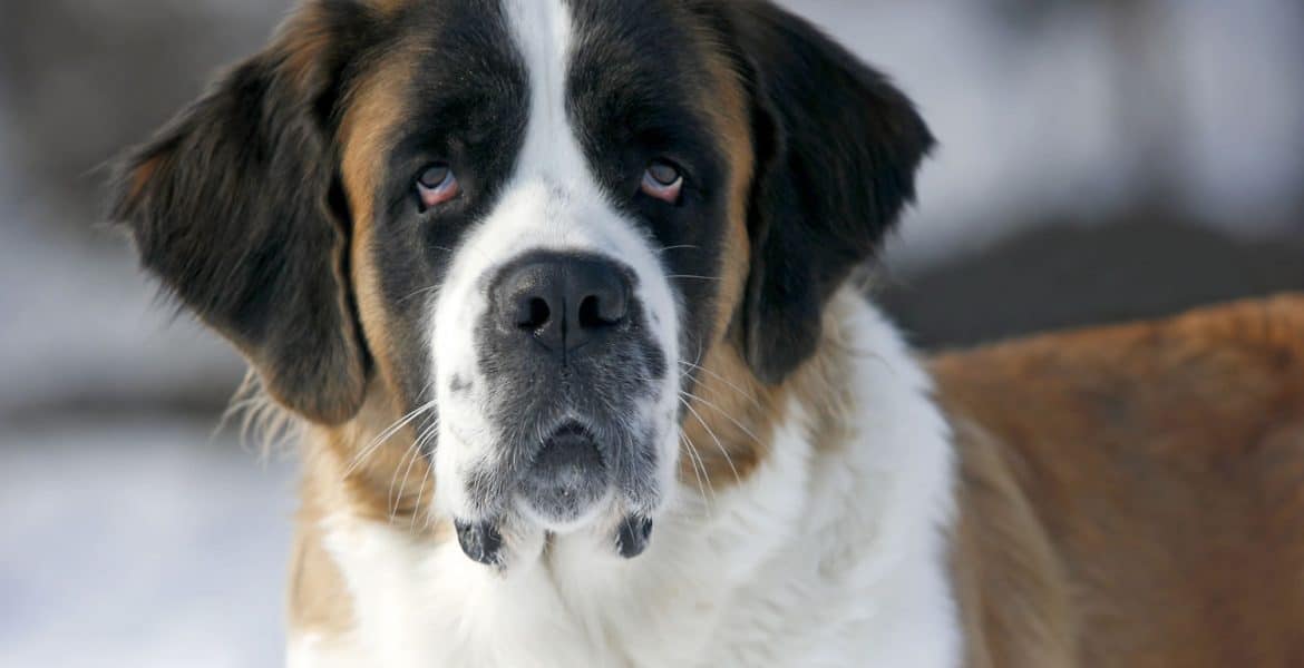 St Bernard Portrait