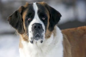 St Bernard Portrait