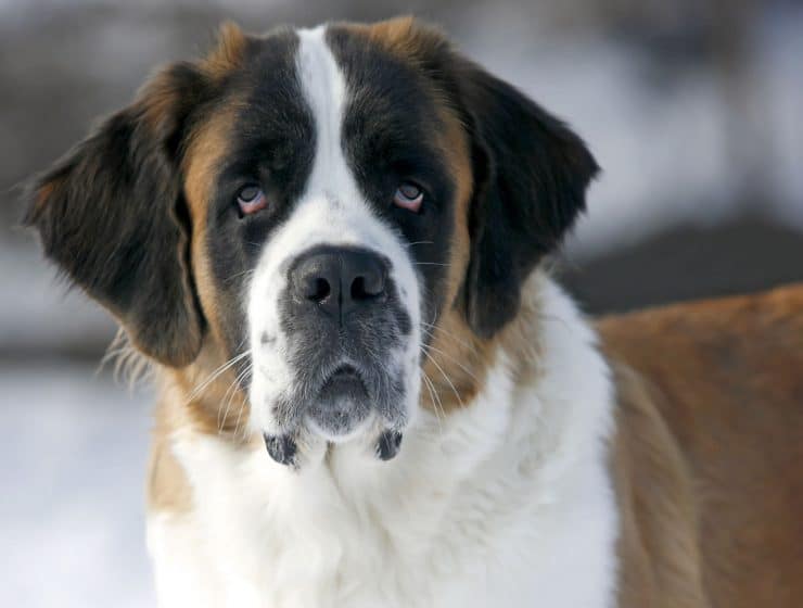 St Bernard Portrait