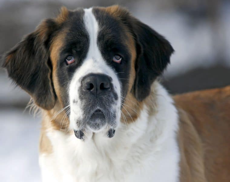 St Bernard Portrait