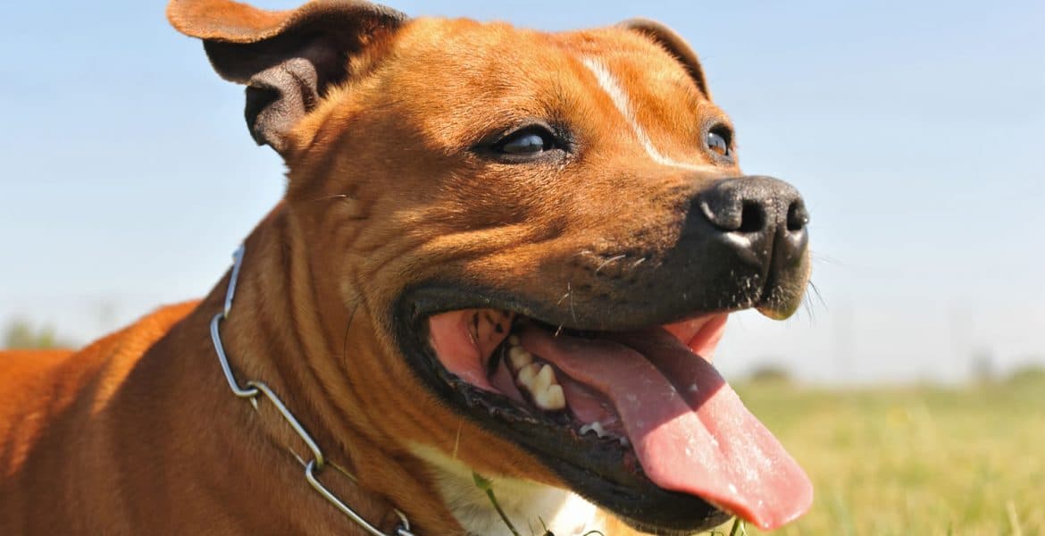 Staffordshire Bull Terrier Portrait