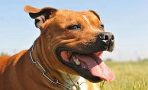 Staffordshire Bull Terrier Portrait