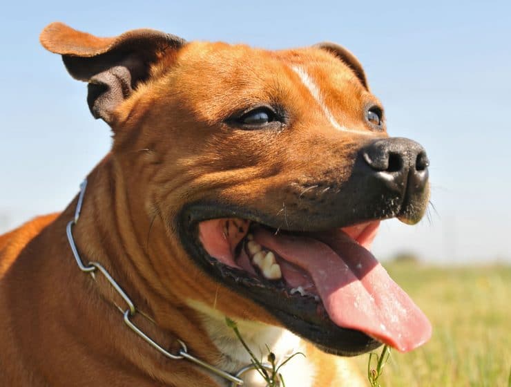 Staffordshire Bull Terrier Portrait