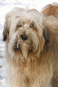 Tibetan Terrier Portrait