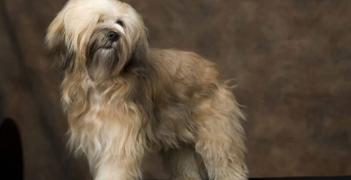 Tibetan Terrier Portrait