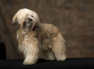 Tibetan Terrier Portrait