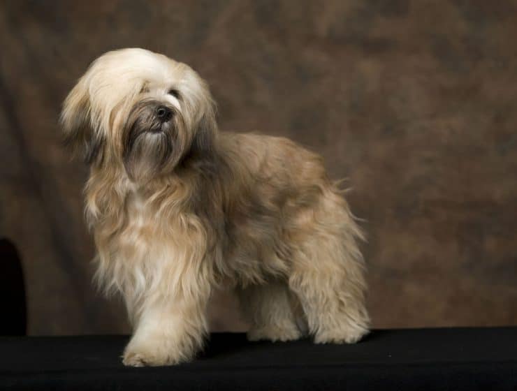 Tibetan Terrier Portrait