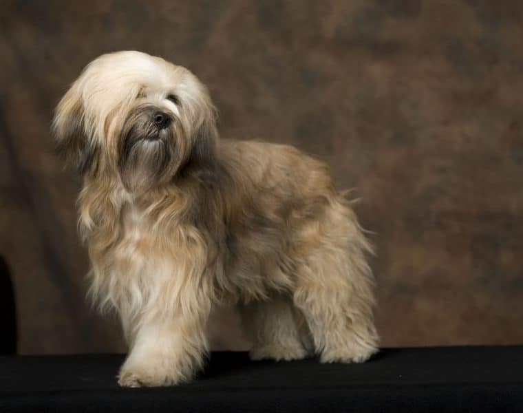 Tibetan Terrier Portrait