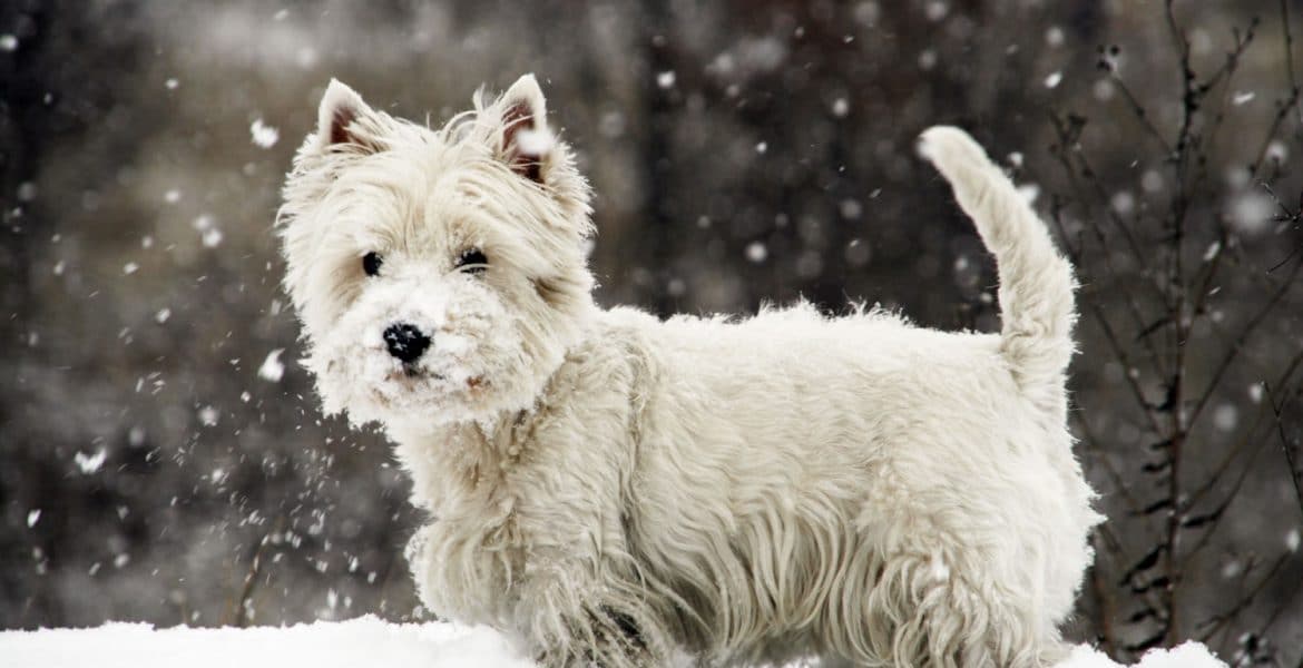 West Highland Terrier