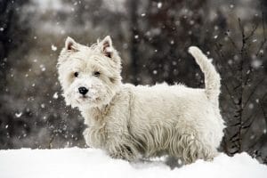 West Highland Terrier