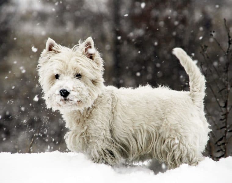 West Highland Terrier