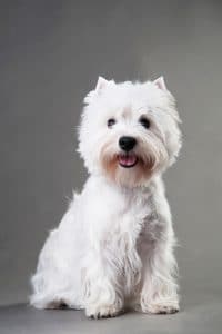 West Highland Terrier