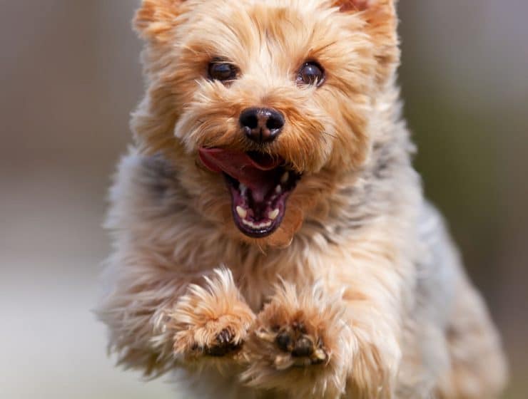 Yorkshire Terrier