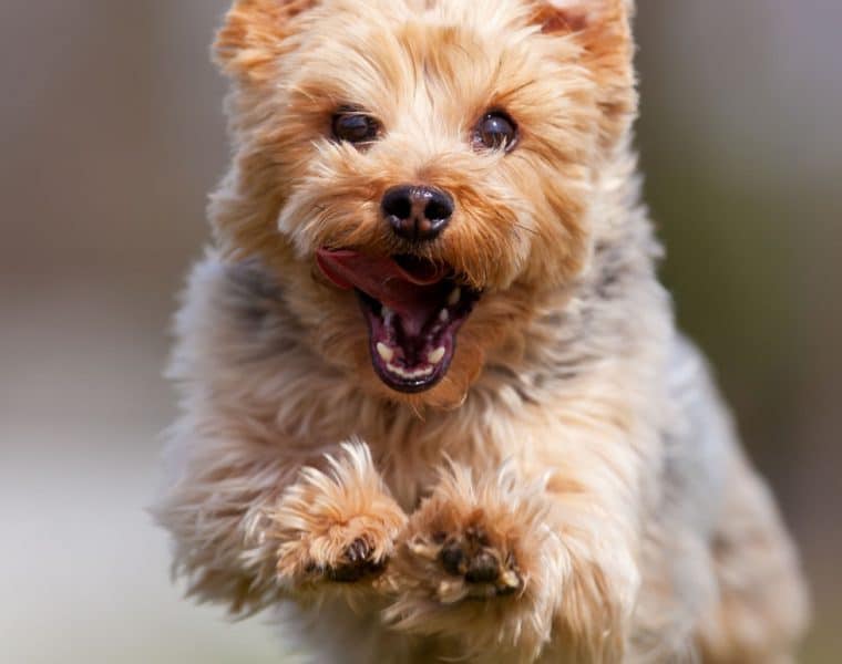 Yorkshire Terrier