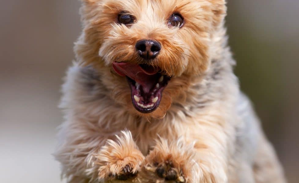 Yorkshire Terrier