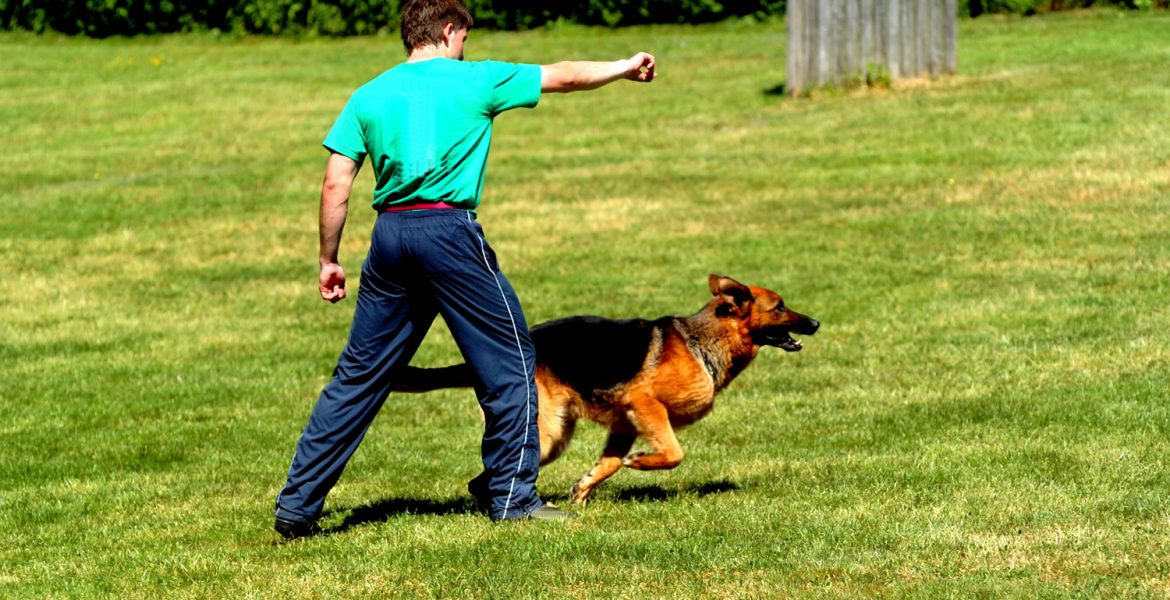 How to train a dog to heel