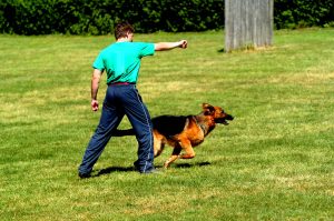 How to train a dog to heel