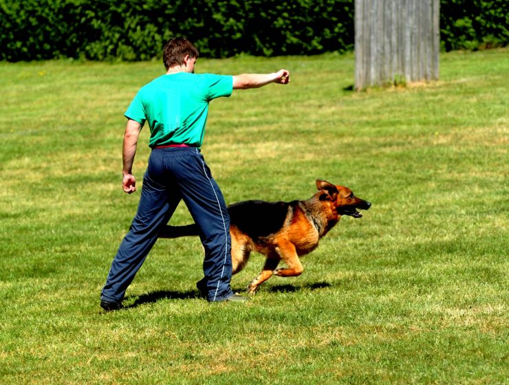 How to train a dog to heel