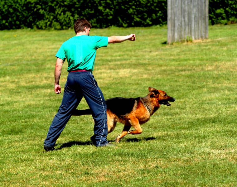 How to train a dog to heel