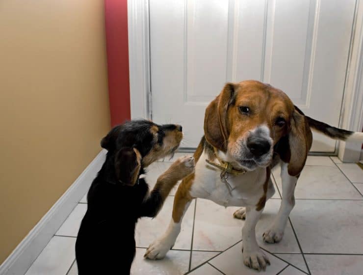 How Do Dogs Get Rabies