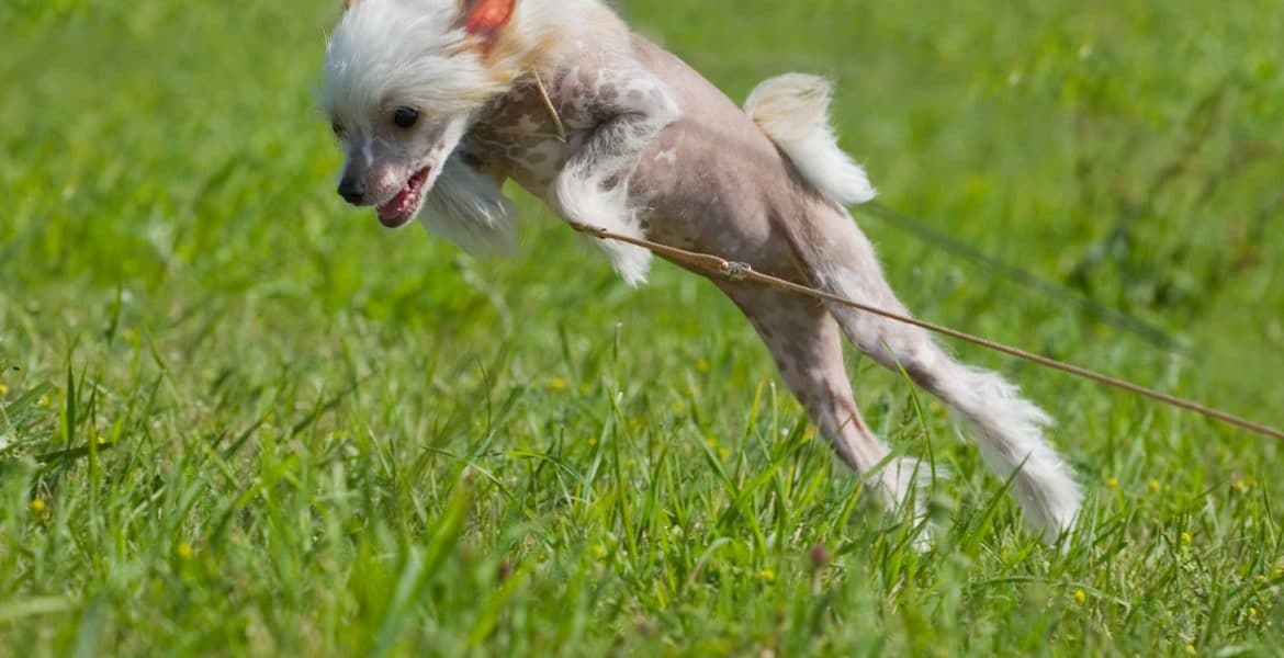 Puppy Jumping in Garden