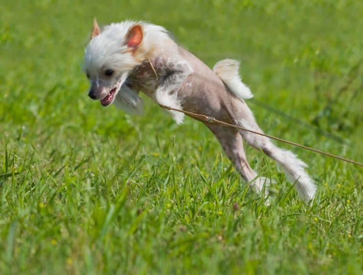Puppy Jumping in Garden