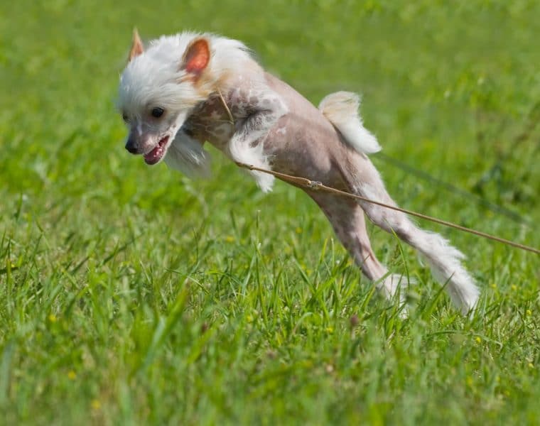 Puppy Jumping in Garden