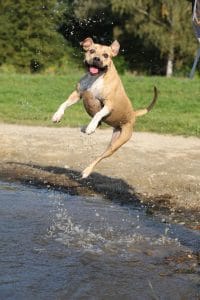 Why Do Dogs Urinate When Excited?