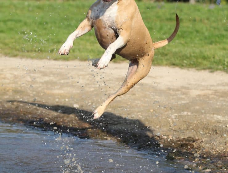 Why Do Dogs Urinate When Excited?