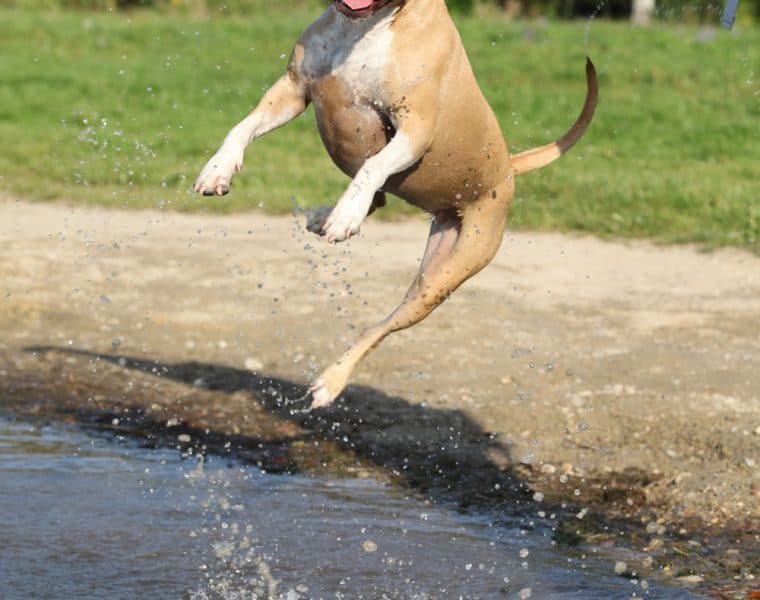 Why Do Dogs Urinate When Excited?