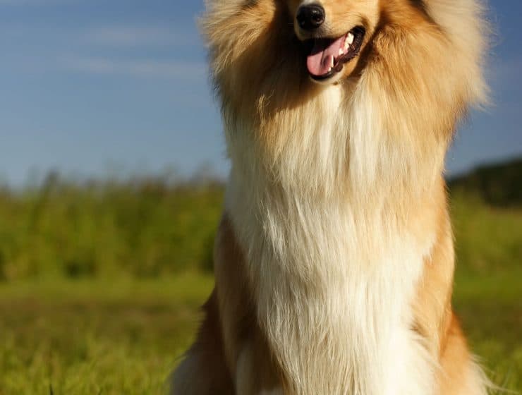 Why Do Dogs Drag Their Bums?