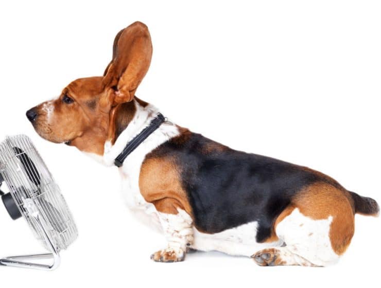 Why Do Dogs Put Their Ears Back?