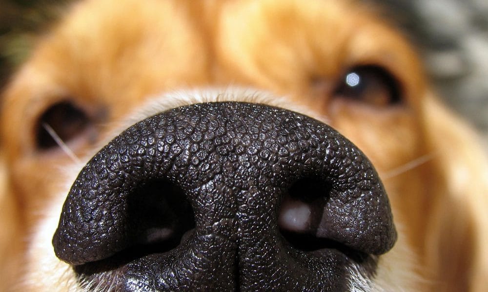 Why Do Dogs Sniff Your Crotch?