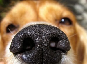 Why Do Dogs Sniff Your Crotch?