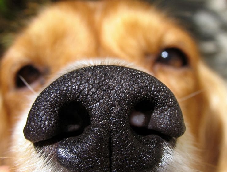 Why Do Dogs Sniff Your Crotch?