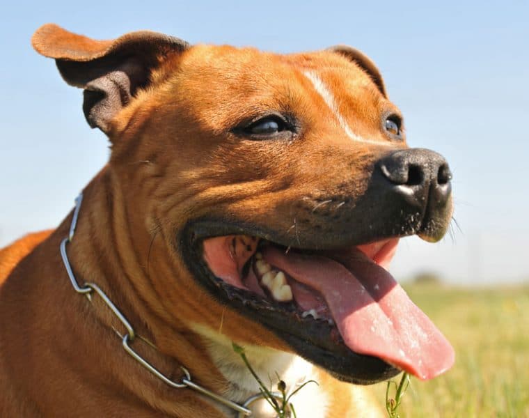 What Breeds of Dogs are Banned?