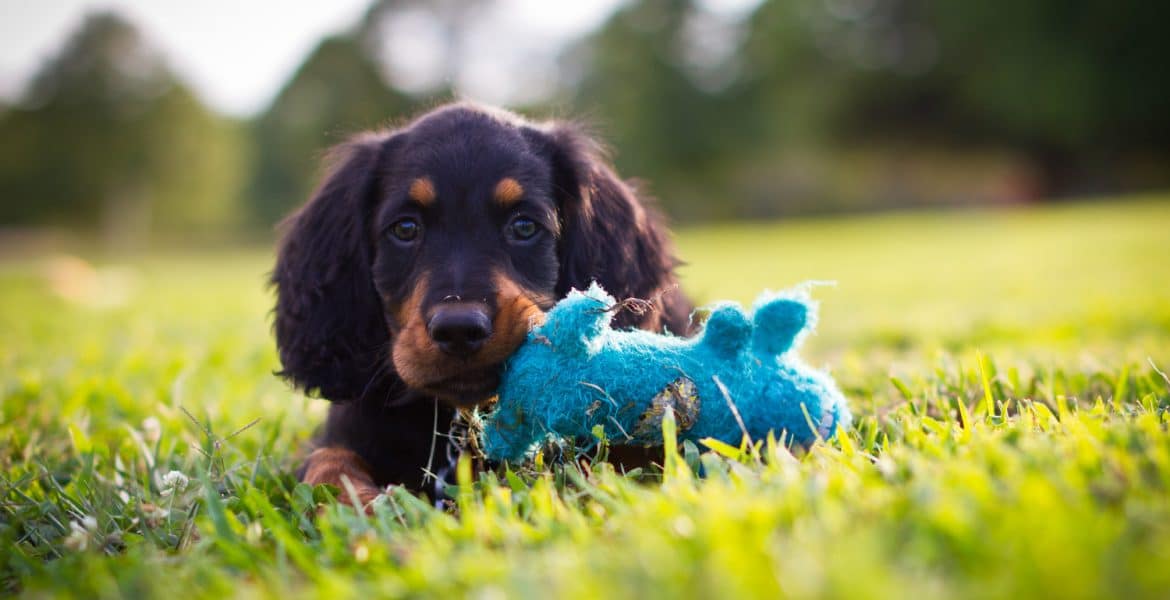 Gordon Setter Puppy