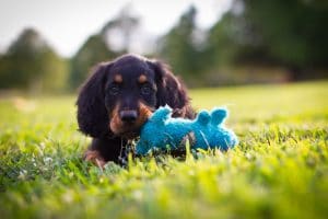 Gordon Setter Puppy