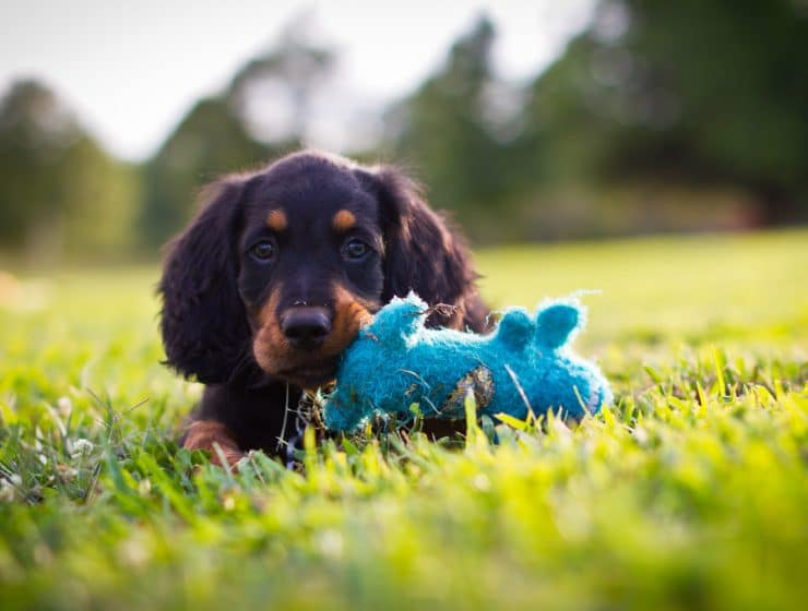 Gordon Setter Puppy