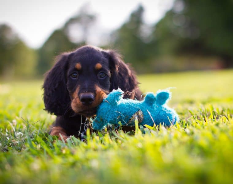 Gordon Setter Puppy