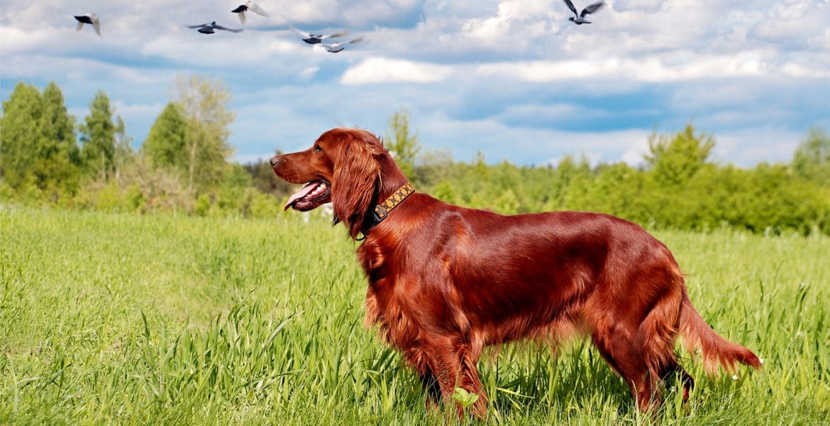 Irish Setter