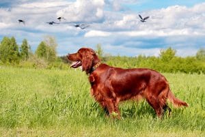 Irish Setter