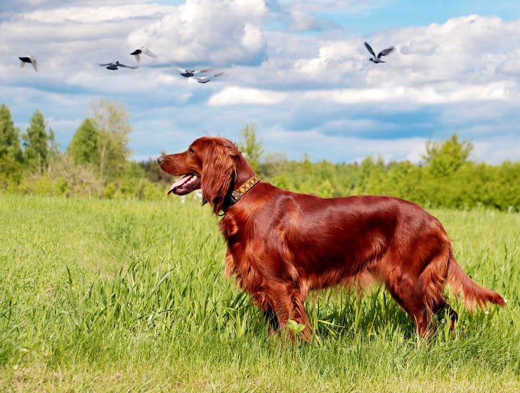 Irish Setter