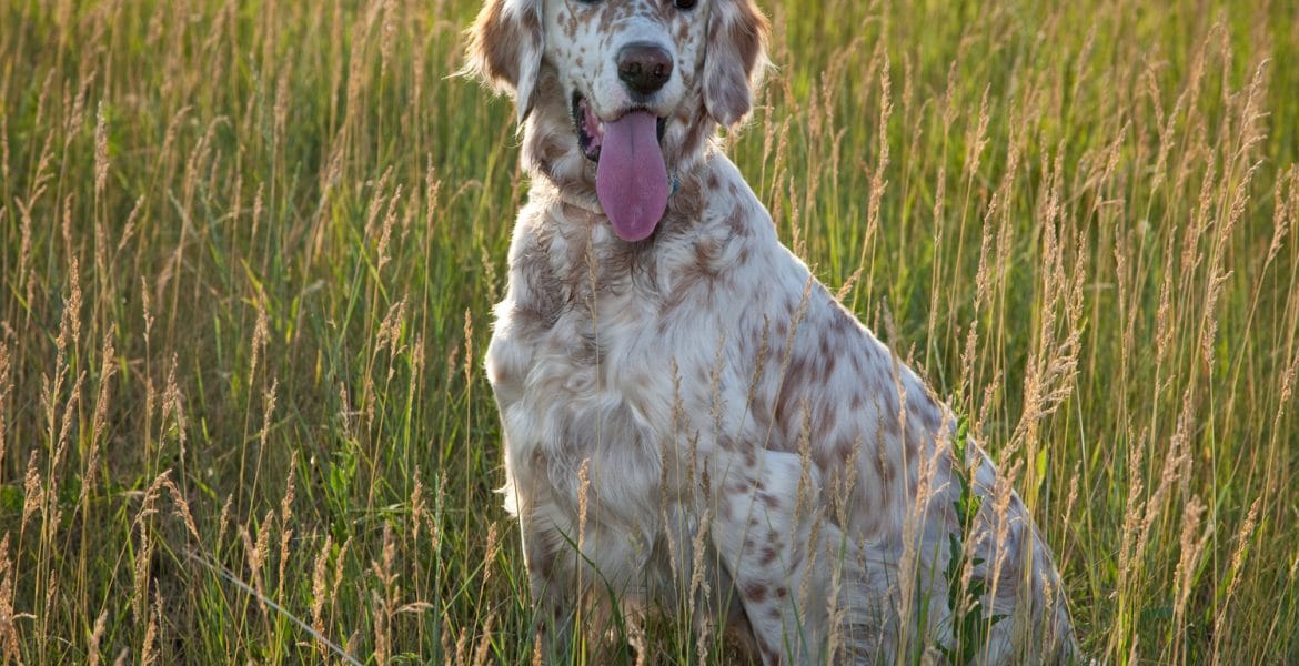 English Setter