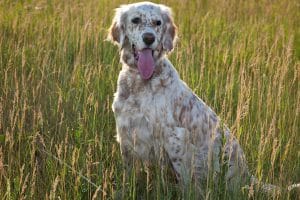 English Setter