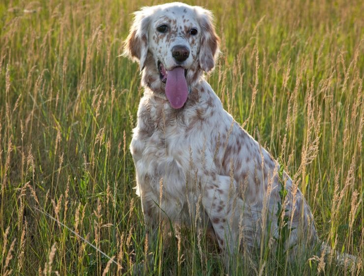 English Setter