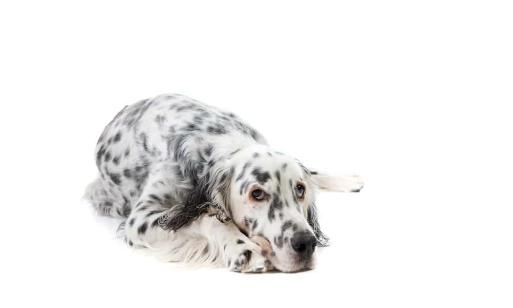 English Setter